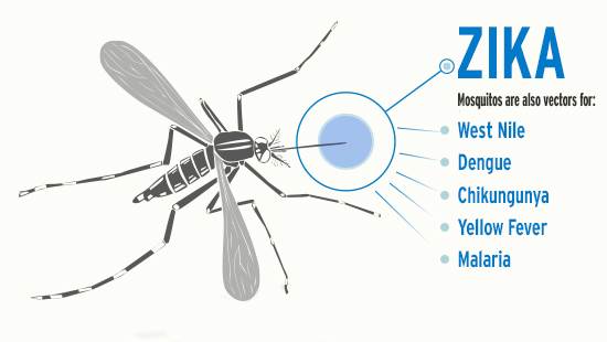 Infographic of a mosquito with long limbs and a breakout of data points for the Zika mosquito virus.