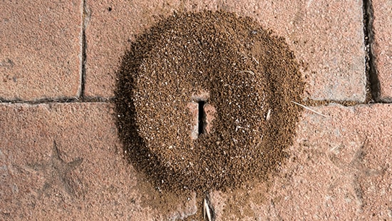 ants, ant hills, ant nests, nests, hill