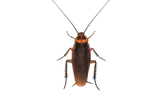 a type of American Cockroach