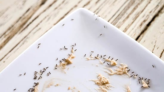 Ants look for unclean plates for food