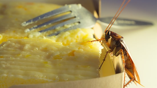 Dangerous Cockroach on food Dangers of Cockroaches on Food