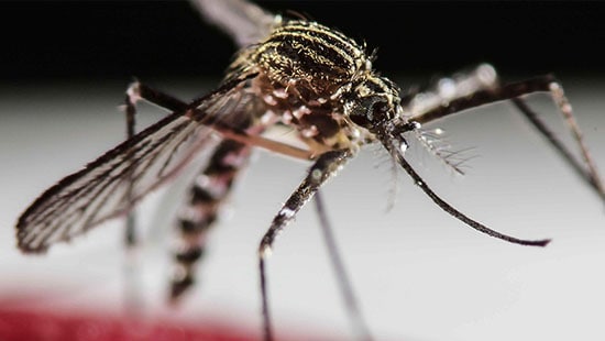 A close up of a Aedes Aegypti mosquito 