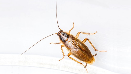 Een veelvoorkomende soort kakkerlak