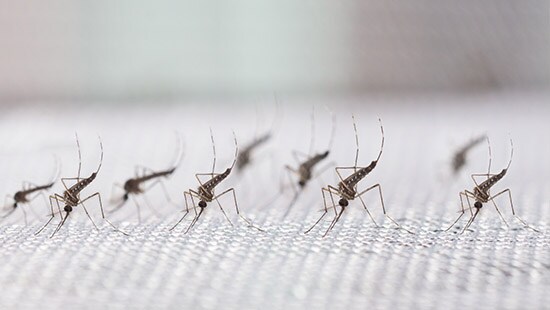 Tiny mosquito with short limbs hunched over and sucking the blood from human skin.