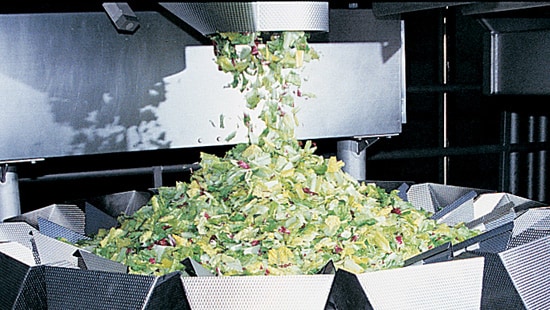 Lettuce in a processing plant