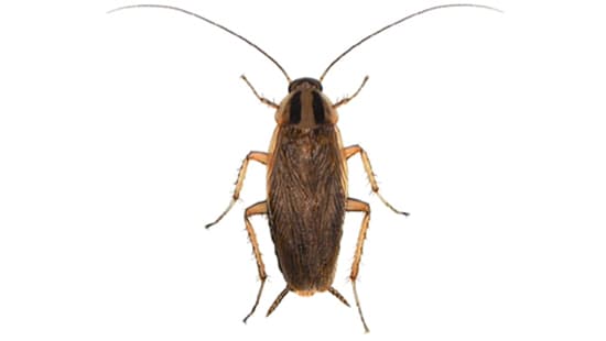 Do Cockroaches Bite?  Native Pest Management