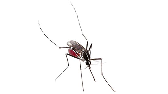 Large adult mosquito filled with blood and the proboscis extended to fill length
