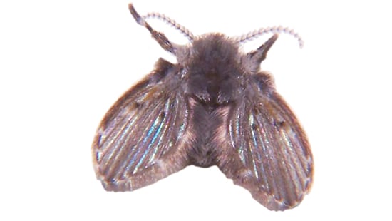 Image of a moth fly.