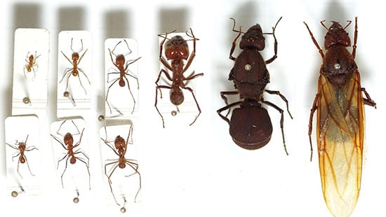 ants, types of ants, sizes of ants