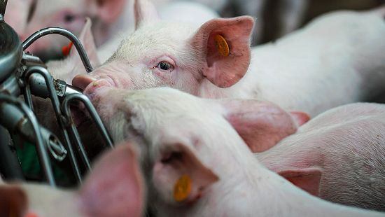 animal health
