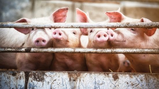 Pigs looking through a fence.