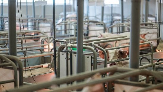 animal health
