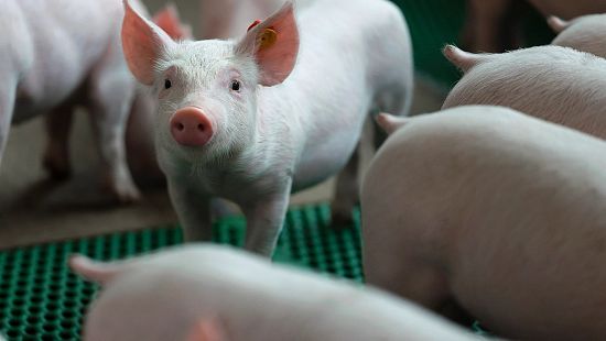 animal health