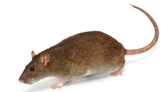 The Norway Rat (Rattus norvegicus) is a common type of rodent