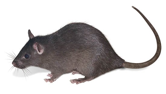 DE DAKRAT (RATTUS RATTUS) is een veel voorkomend type knaagdier